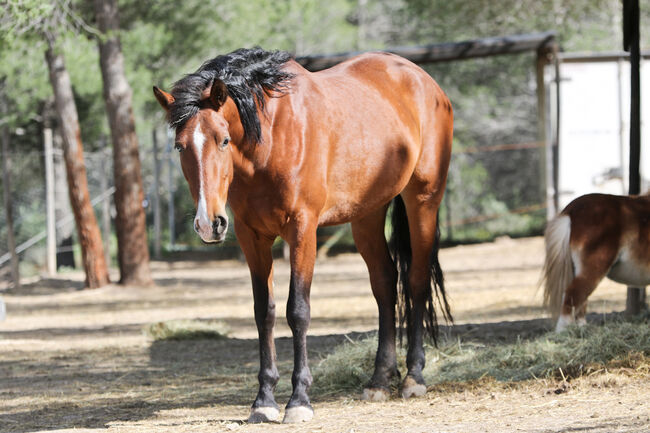 PRE Stute mit einen blauen Auge, Yeguada Trébol, Horses For Sale, Alcoy, Image 2