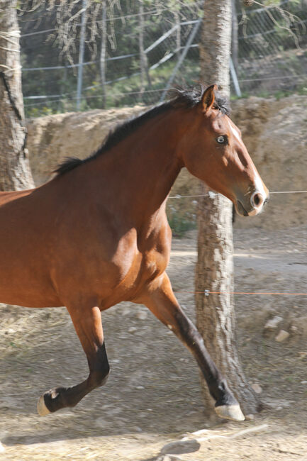 PRE Stute mit einen blauen Auge, Yeguada Trébol, Horses For Sale, Alcoy, Image 11