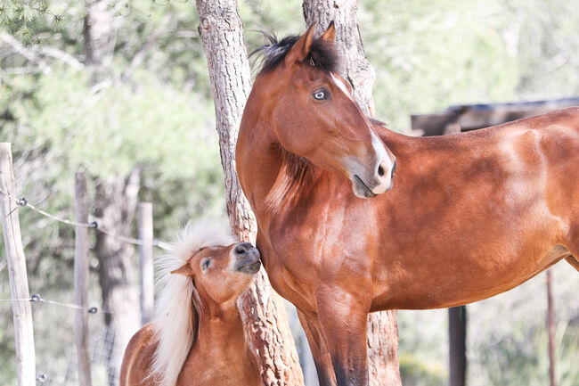 PRE Stute mit einen blauen Auge, Yeguada Trébol, Horses For Sale, Alcoy, Image 13