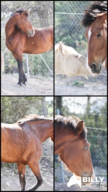PRE Stute mit einen blauen Auge, Yeguada Trébol, Horses For Sale, Alcoy, Image 16