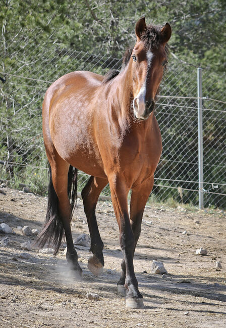 PRE Stute mit einen blauen Auge, Yeguada Trébol, Horses For Sale, Alcoy, Image 5