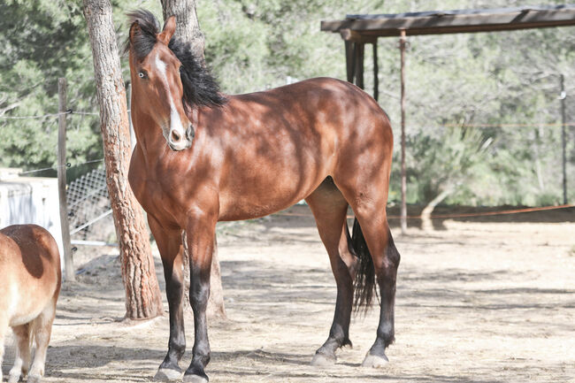 PRE Stute mit einen blauen Auge, Yeguada Trébol, Horses For Sale, Alcoy, Image 9