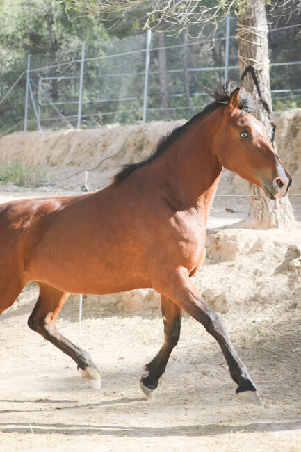 PRE Stute mit einen blauen Auge, Yeguada Trébol, Horses For Sale, Alcoy, Image 10