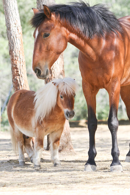 PRE Stute mit einen blauen Auge, Yeguada Trébol, Horses For Sale, Alcoy, Image 15