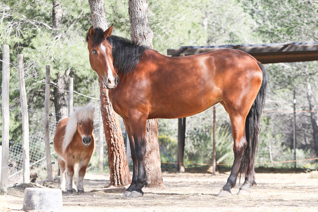 PRE Stute mit einen blauen Auge, Yeguada Trébol, Horses For Sale, Alcoy, Image 12