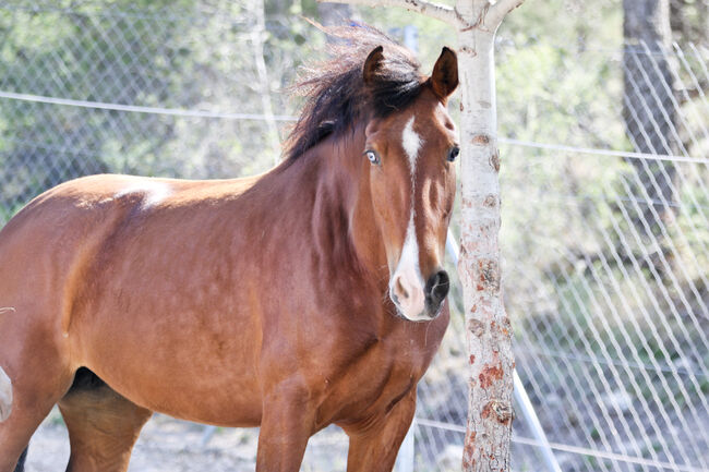 PRE Stute mit einen blauen Auge, Yeguada Trébol, Horses For Sale, Alcoy, Image 6