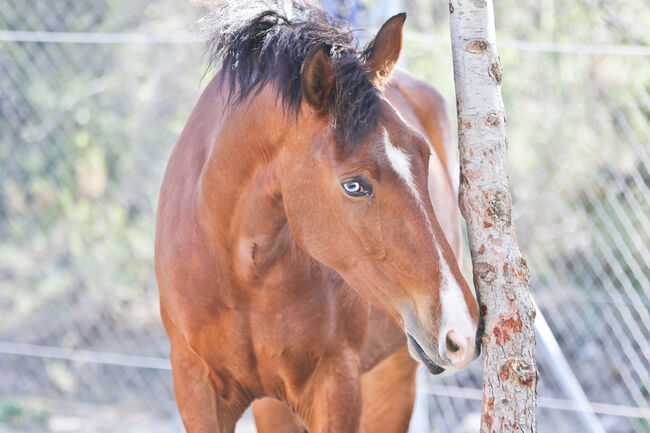 PRE Stute mit einen blauen Auge, Yeguada Trébol, Horses For Sale, Alcoy, Image 8