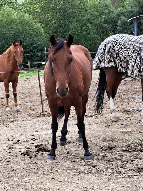 Pre Stute Ora als Beisteller, Maja Ostermann, Horses For Sale, Konz, Image 3