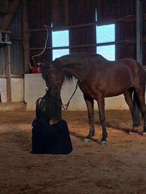 Pre Stute Ora als Beisteller, Maja Ostermann, Horses For Sale, Konz, Image 2