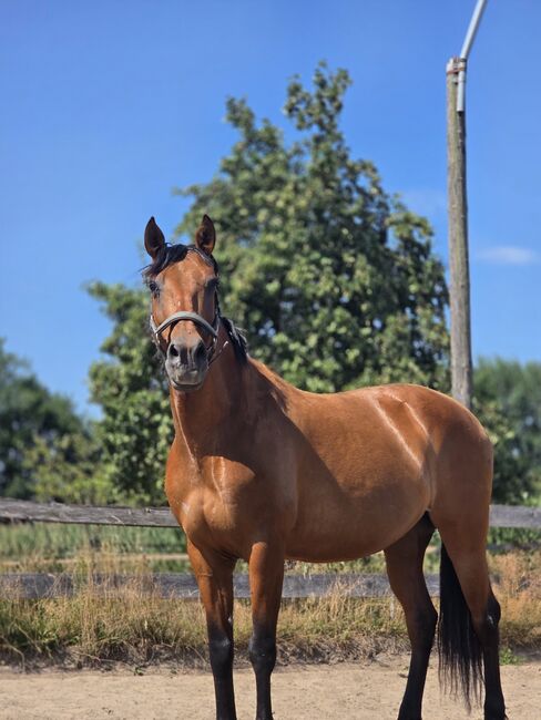 PRE Stute abzugebem, Katrin, Horses For Sale, Coesfeld
