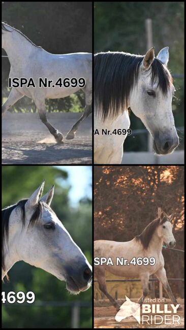 PRE Stute für Zucht und Freizeit, ISPA - Iberische Sportpferde Agentur (ISPA - Iberische Sportpferde Agentur), Horses For Sale, Bedburg, Image 9