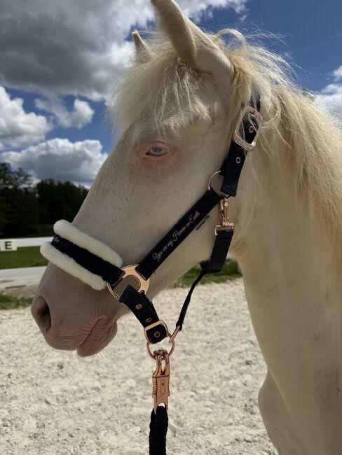 Pre Mix Wallach Jährling, Janina, Horses For Sale, Windorf