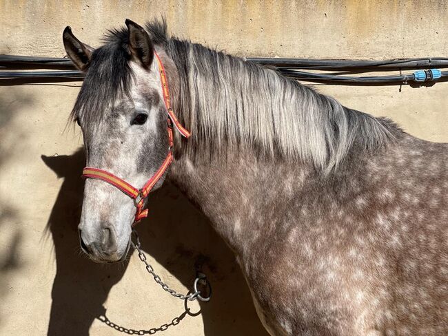 PRE NEREUS CHB super Papier Sicab, Post-Your-Horse.com (Caballoria S.L.), Horses For Sale, Rafelguaraf