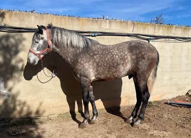 PRE NEREUS CHB super Papier Sicab, Post-Your-Horse.com (Caballoria S.L.), Horses For Sale, Rafelguaraf, Image 4