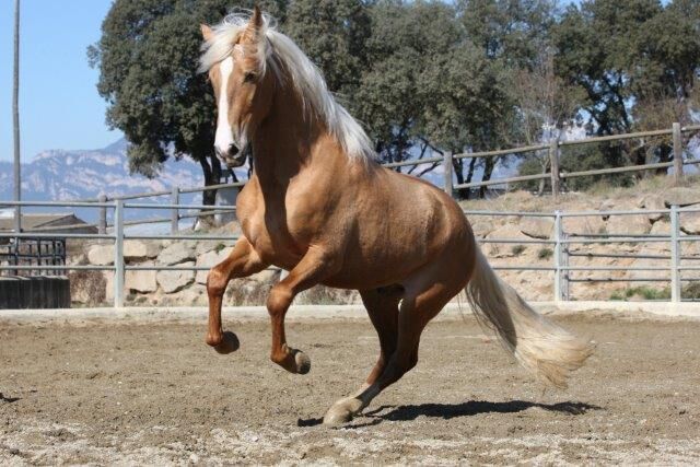 PRE Palomino 2 Jahre schöne Zeichnung viel Potenzial, Post-Your-Horse.com (Caballoria S.L.), Horses For Sale, Rafelguaraf