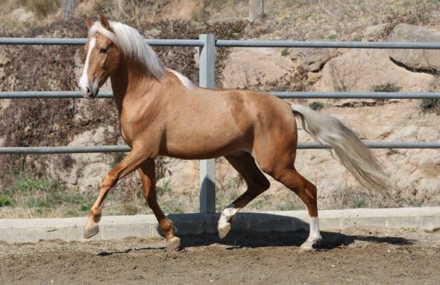 PRE Palomino 2 Jahre schöne Zeichnung viel Potenzial, Post-Your-Horse.com (Caballoria S.L.), Horses For Sale, Rafelguaraf, Image 3