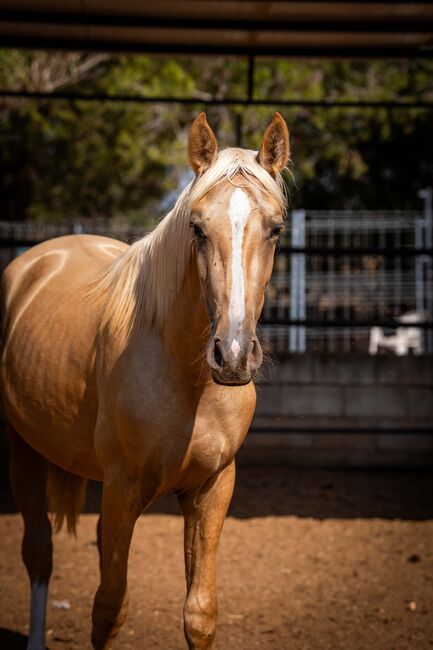 PRE Palomino Quimba / Full Papers, Post-Your-Horse.com (Caballoria S.L.), Pferd kaufen, Rafelguaraf