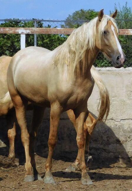 PRE Palomino Stute Lotta / full papers, Post-Your-Horse.com (Caballoria S.L.), Horses For Sale, Rafelguaraf