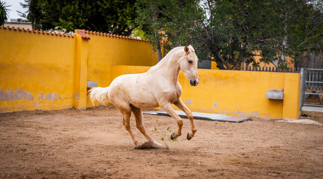 PRE Palomino Stute für Sport oder Zucht / full papers, Post-Your-Horse.com (Caballoria S.L.), Pferd kaufen, Rafelguaraf