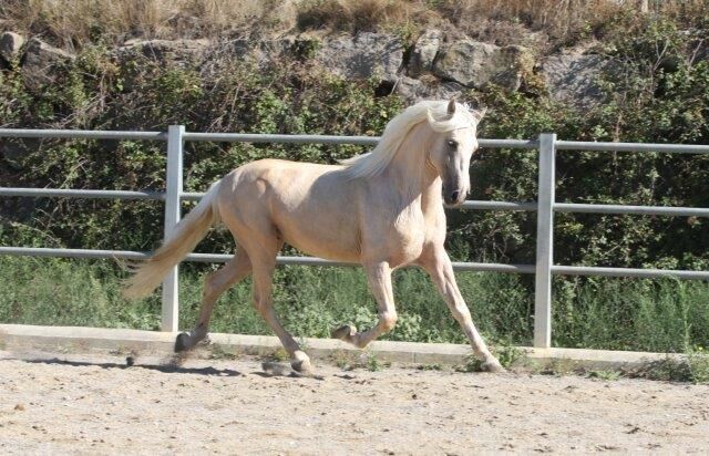 PRE Palomino Talisman 3 Jahre angeritten, Post-Your-Horse.com (Caballoria S.L.), Horses For Sale, Rafelguaraf, Image 2