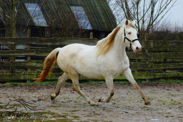PRE Perlino Stute - 6 jährig - 1.60 m - Marti Verdia Abstammung, Thomas Adams (Caballos PRE), Horses For Sale, Bell, Image 10