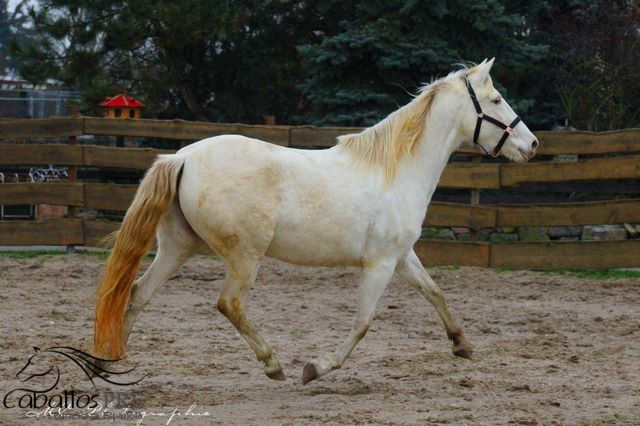 PRE Perlino Stute - 6 jährig - 1.60 m - Marti Verdia Abstammung, Thomas Adams (Caballos PRE), Horses For Sale, Bell, Image 3