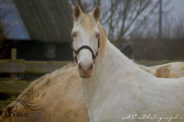PRE Perlino Stute - 6 jährig - 1.60 m - Marti Verdia Abstammung, Thomas Adams (Caballos PRE), Horses For Sale, Bell, Image 4