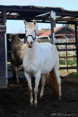 PRE Perlino Stute - 6 jährig - 1.60 m - Marti Verdia Abstammung, Thomas Adams (Caballos PRE), Horses For Sale, Bell, Image 7