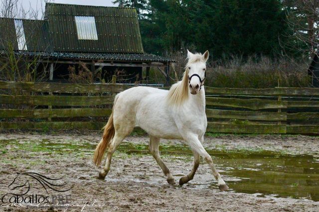 PRE Perlino Stute - 6 jährig - 1.60 m - Marti Verdia Abstammung, Thomas Adams (Caballos PRE), Horses For Sale, Bell, Image 2