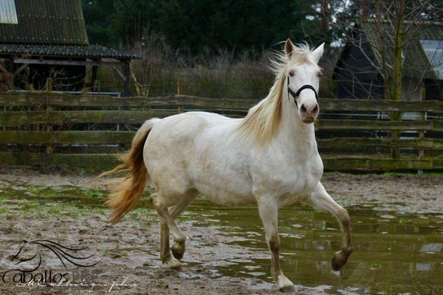 PRE Perlino Stute - 6 jährig - 1.60 m - Marti Verdia Abstammung, Thomas Adams (Caballos PRE), Horses For Sale, Bell, Image 5