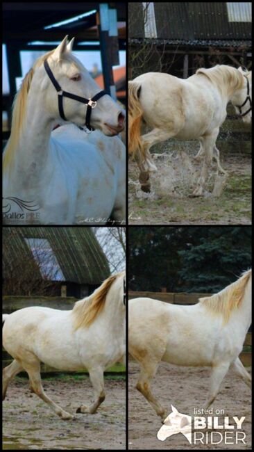 PRE Perlino Stute - 6 jährig - 1.60 m - Marti Verdia Abstammung, Thomas Adams (Caballos PRE), Horses For Sale, Bell, Image 11