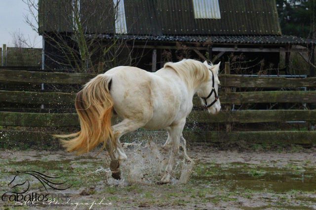 PRE Perlino Stute - 6 jährig - 1.60 m - Marti Verdia Abstammung, Thomas Adams (Caballos PRE), Pferd kaufen, Bell, Abbildung 9