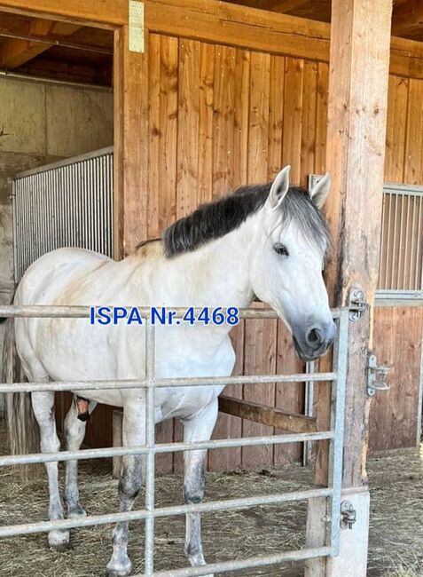 PRE Powerpaket für ambitionierte Reiter, ISPA - Iberische Sportpferde Agentur (ISPA - Iberische Sportpferde Agentur), Horses For Sale, Bedburg