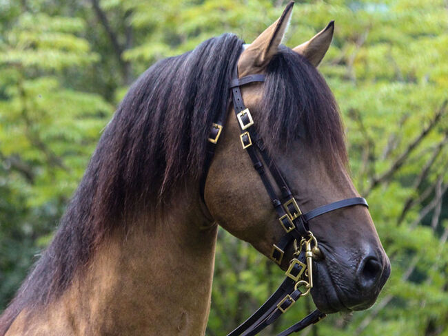 PRE Pura Raza Española, Hengst, 14 Jahre, Buckskin (Falbe), 1,60m Stm., WOW Pferd  (WOW Pferd), Pferd kaufen, Bayern - Attenkirchen, Abbildung 2