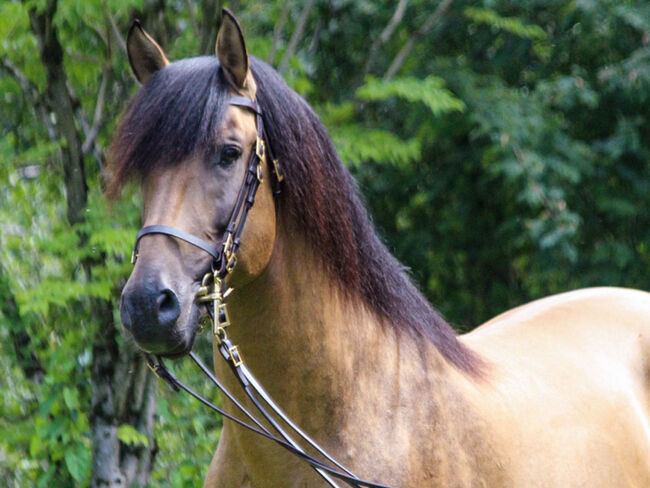 PRE Pura Raza Española, Hengst, 14 Jahre, Buckskin (Falbe), 1,60m Stm., WOW Pferd  (WOW Pferd), Pferd kaufen, Bayern - Attenkirchen, Abbildung 6