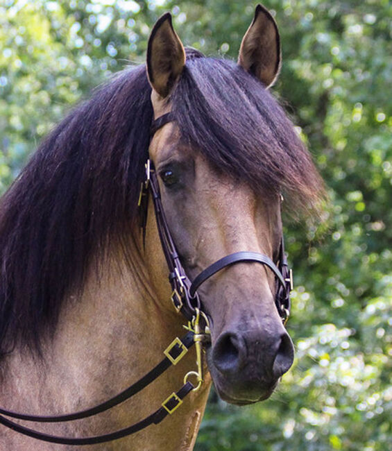 PRE Pura Raza Española, Hengst, 14 Jahre, Buckskin (Falbe), 1,60m Stm., WOW Pferd  (WOW Pferd), Pferd kaufen, Bayern - Attenkirchen, Abbildung 4