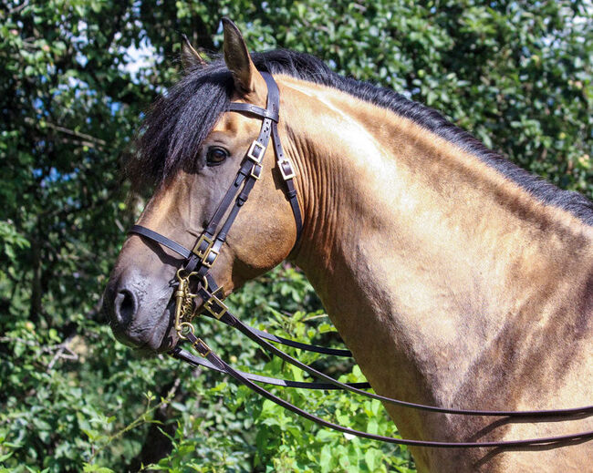PRE Pura Raza Española, Hengst, 15 Jahre, Buckskin (Falbe), 1,60m Stm., WOW Pferd  (WOW Pferd), Horses For Sale, Bayern - Attenkirchen