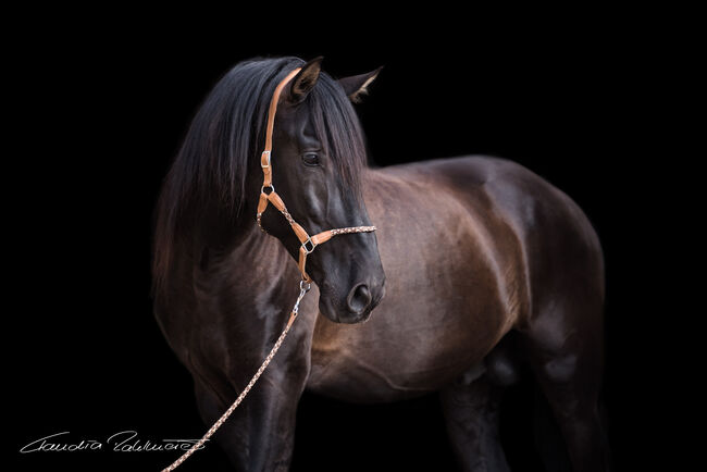 PRE Pura Raza Espanola, Deckhengst, 14 Jahre, Rappe ohne Abzeichen, WOW Pferd  (WOW Pferd), Horses For Sale, Bayern - Attenkirchen, Image 4