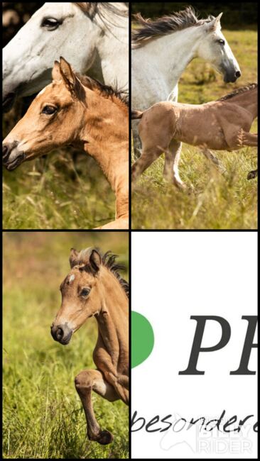 PRE Pura Raza Espanola, Stute, 2 Monate, Schimmel, WOW Pferd  (WOW Pferd), Horses For Sale, Bayern - Attenkirchen, Image 7