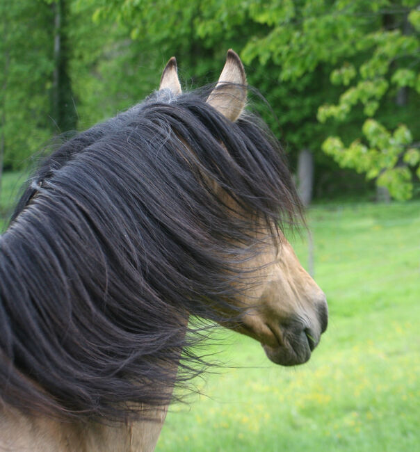 PRE Pura Raza Española, Hengst, 14 Jahre, Buckskin (Falbe), 1,60m Stm., WOW Pferd  (WOW Pferd), Konie na sprzedaż, Bayern - Attenkirchen, Image 3
