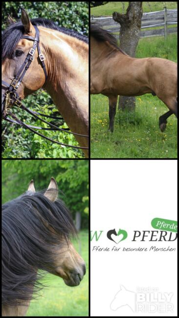 PRE Pura Raza Española, Hengst, 14 Jahre, Buckskin (Falbe), 1,60m Stm., WOW Pferd  (WOW Pferd), Konie na sprzedaż, Bayern - Attenkirchen, Image 8