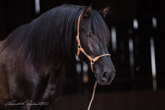 PRE Pura Raza Espanola, Deckhengst, 14 Jahre, Rappe ohne Abzeichen, WOW Pferd  (WOW Pferd), Horses For Sale, Bayern - Attenkirchen, Image 2