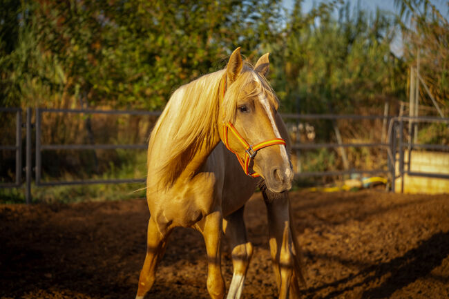 PRE Quimba / pirofrei / Palomino, Post-Your-Horse.com (Caballoria S.L.), Horses For Sale, Rafelguaraf, Image 5