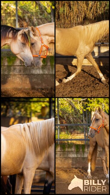 PRE Quimba / pirofrei / Palomino, Post-Your-Horse.com (Caballoria S.L.), Horses For Sale, Rafelguaraf, Image 13