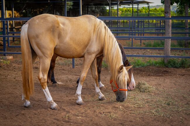 PRE Quimba / pirofrei / Palomino, Post-Your-Horse.com (Caballoria S.L.), Konie na sprzedaż, Rafelguaraf, Image 6