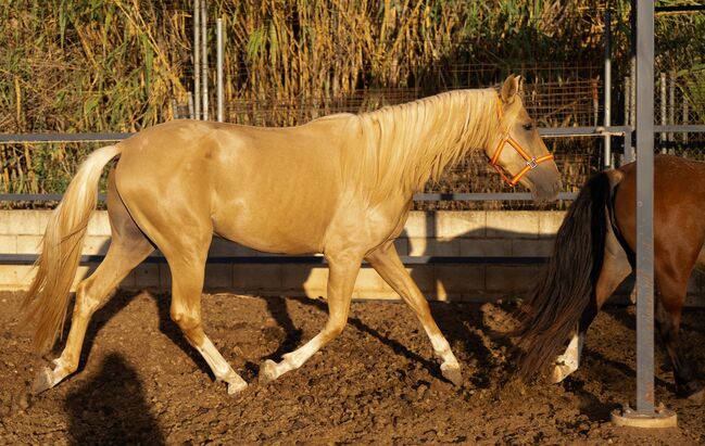 PRE Quimba / pirofrei / Palomino, Post-Your-Horse.com (Caballoria S.L.), Horses For Sale, Rafelguaraf, Image 7
