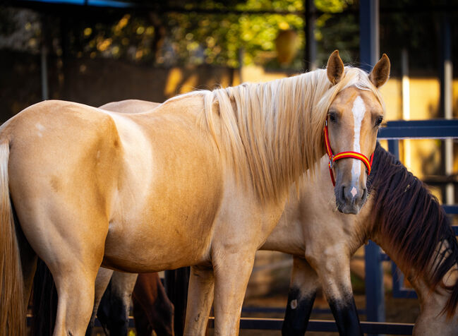 PRE Quimba / pirofrei / Palomino, Post-Your-Horse.com (Caballoria S.L.), Horses For Sale, Rafelguaraf, Image 2