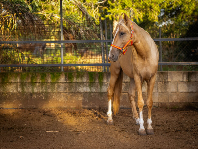 PRE Quimba / pirofrei / Palomino, Post-Your-Horse.com (Caballoria S.L.), Horses For Sale, Rafelguaraf, Image 10