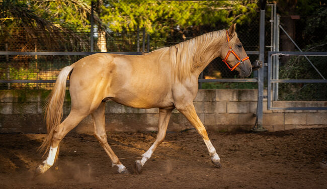 PRE Quimba / pirofrei / Palomino, Post-Your-Horse.com (Caballoria S.L.), Horses For Sale, Rafelguaraf, Image 11