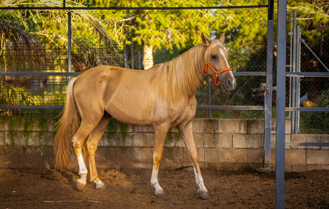 PRE Quimba / pirofrei / Palomino, Post-Your-Horse.com (Caballoria S.L.), Horses For Sale, Rafelguaraf, Image 8
